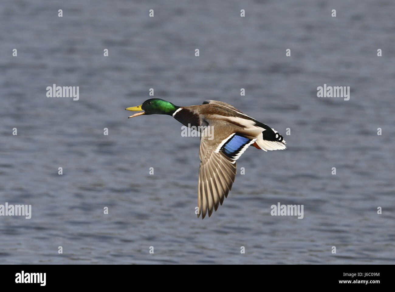 Canard colvert - Anas platyrhynchos - mâle Banque D'Images