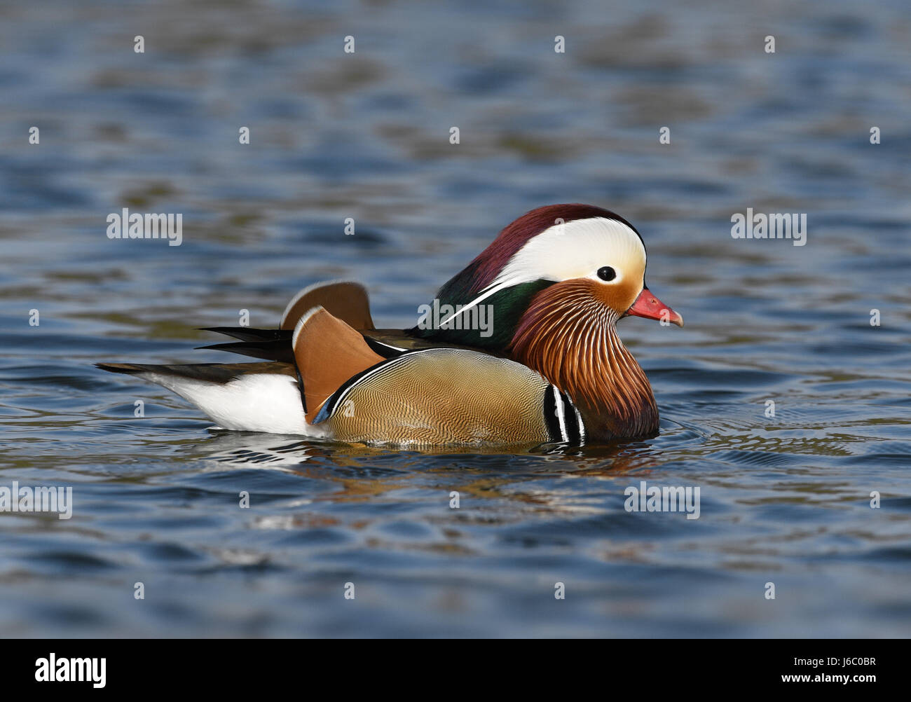 Canard mandarin - Aix galericulata - mâle Banque D'Images