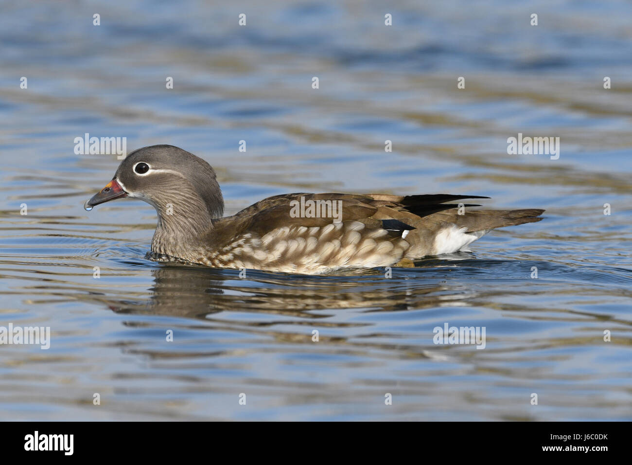 Canard mandarin - Aix galericulata - femelle Banque D'Images