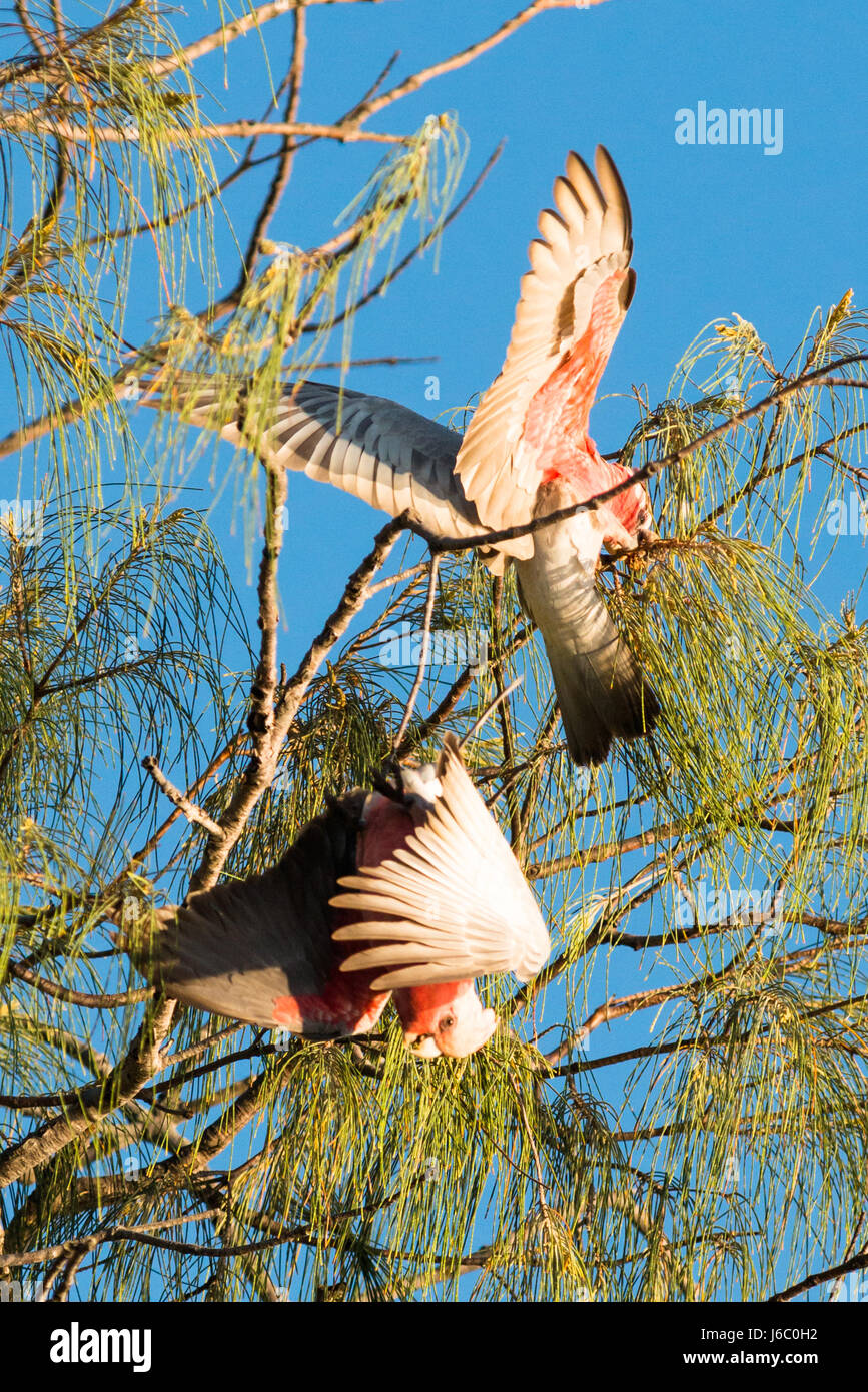 Cacatoès rosalbin, Rose-breasted cacatoès cacatoès Rosalbin Cacatoès Cacatoès Sterne ou rose et gris (Eolophus roseicapillus Banque D'Images