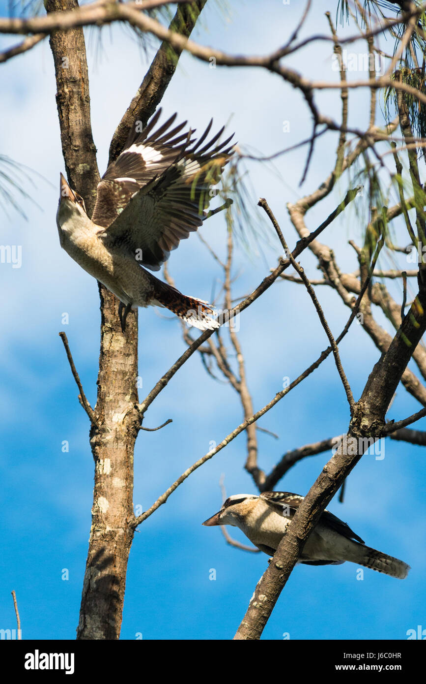 Kookaburra dans les arbres à Byron Bay, New South Wales, Australia Banque D'Images