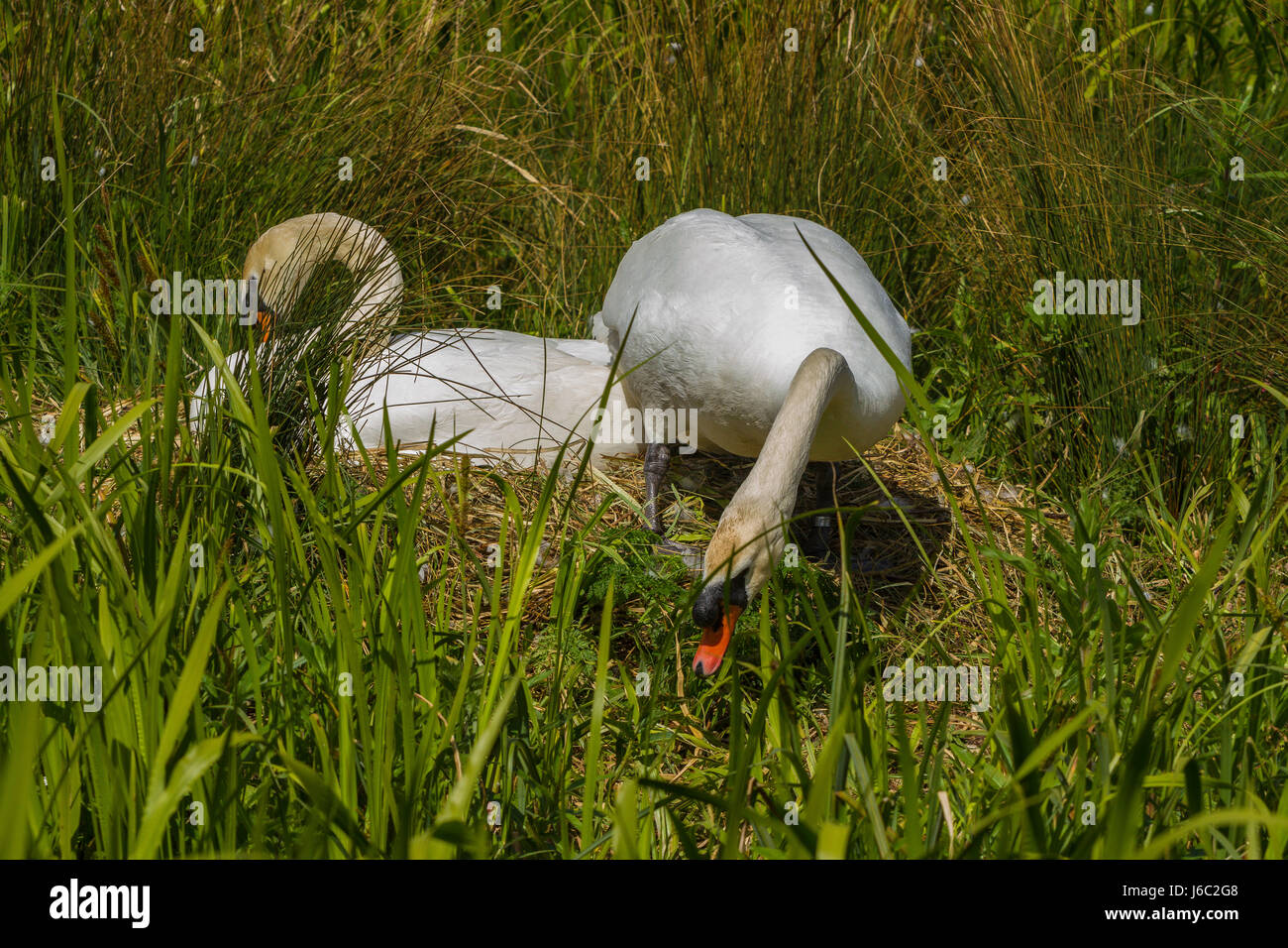 Cygne muet assis sur son nid à Slimbridge Banque D'Images