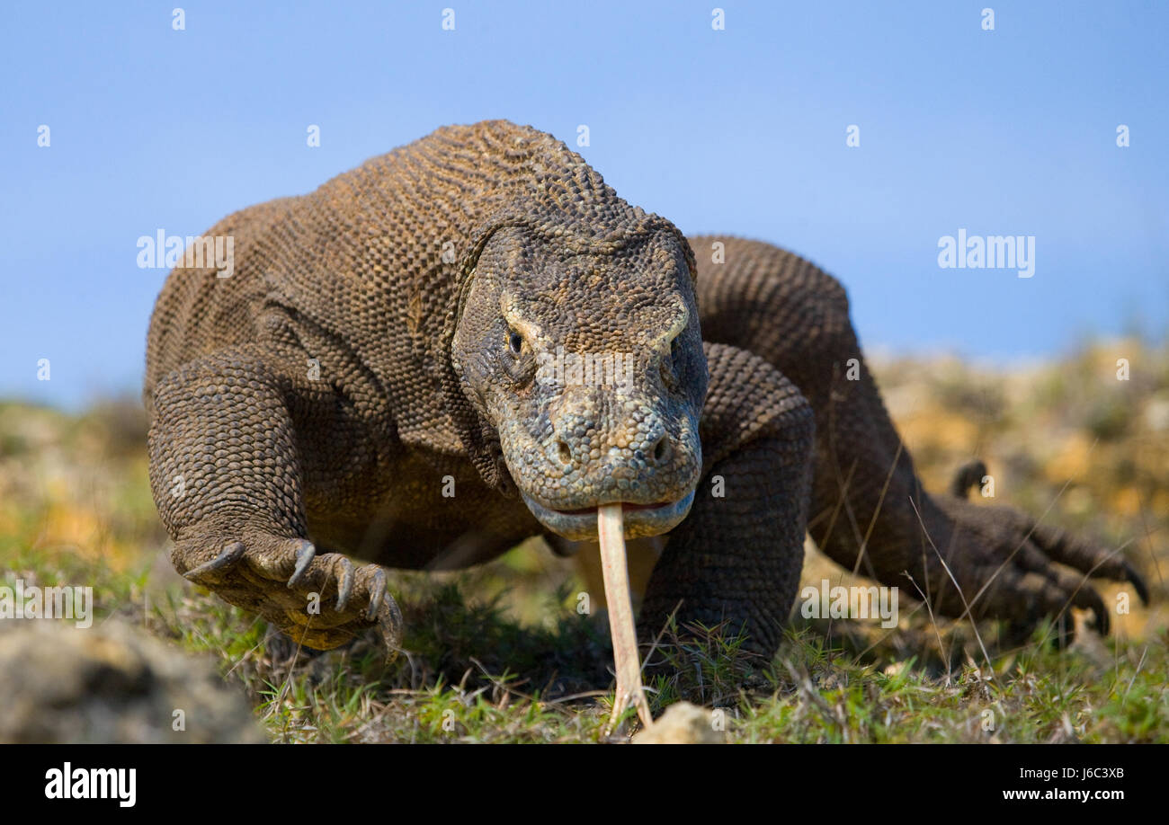 Le dragon de Komodo est sur le terrain. Perspective intéressante. La prise de vue au point bas. Indonésie. Parc national de Komodo. Banque D'Images