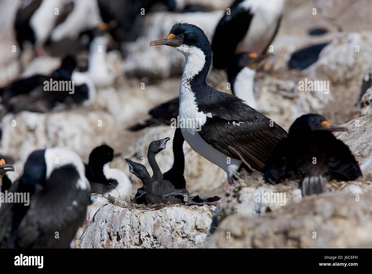 Le roi cormorant, blue-eyed cormorant, ou blanc-bellied shag, Leucocarbo atriceps albiventer, Îles Falkland Banque D'Images