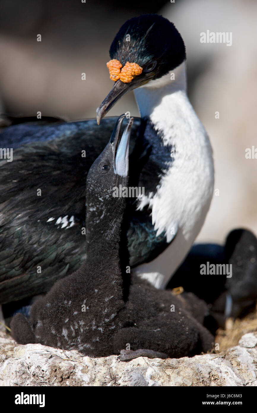 Le roi cormorant, blue-eyed cormorant, ou blanc-bellied shag, Leucocarbo atriceps albiventer, Îles Falkland Banque D'Images
