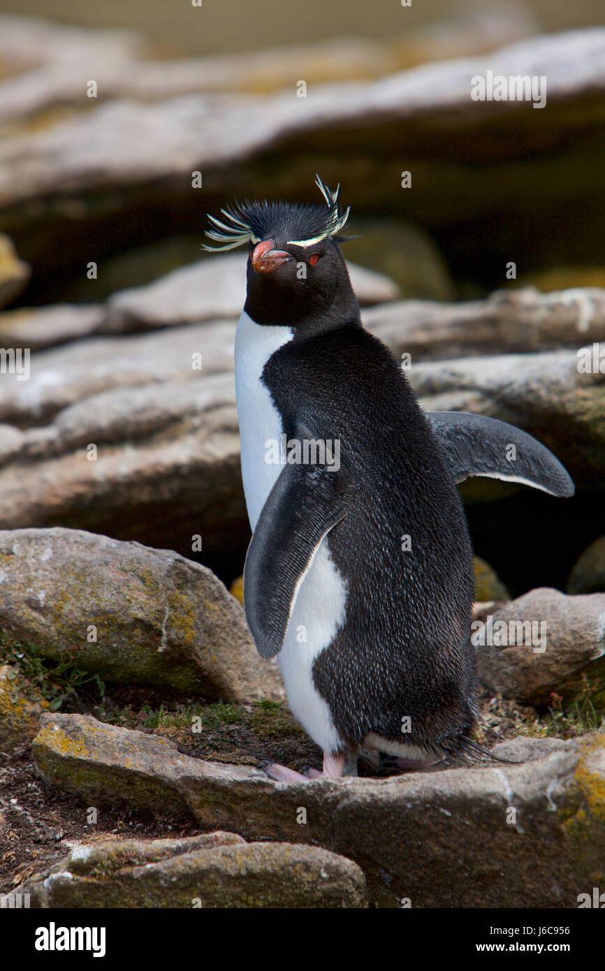Le sud Rockhopper Penguin, Eudyptes chrysocome, îles Falkland Banque D'Images