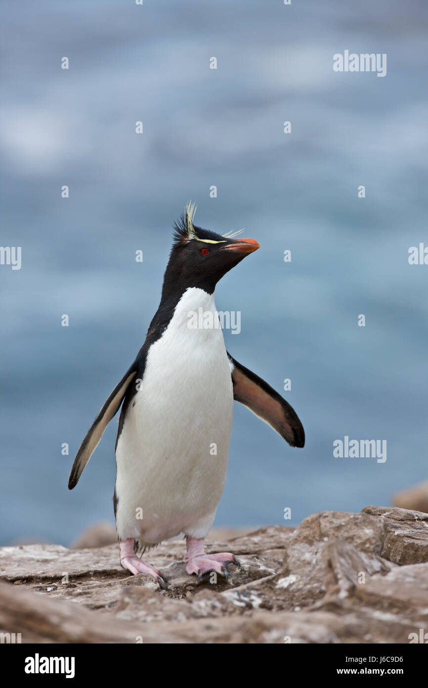 Le sud Rockhopper Penguin, Eudyptes chrysocome, îles Falkland Banque D'Images