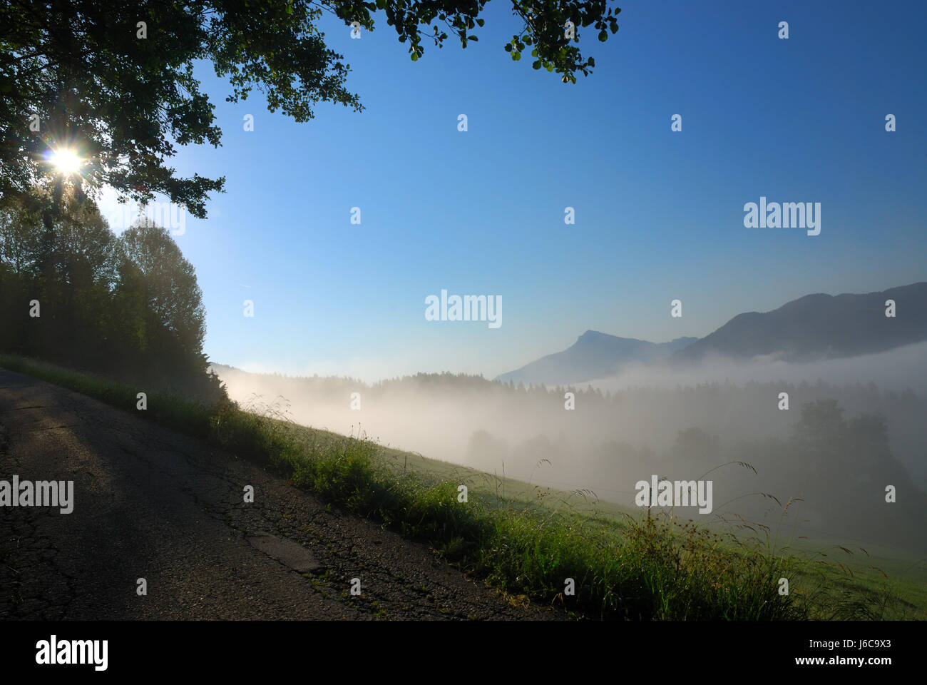 Alpes arbre sunrise brouillard matin brille brille lumineux sereine lumière lucent Banque D'Images