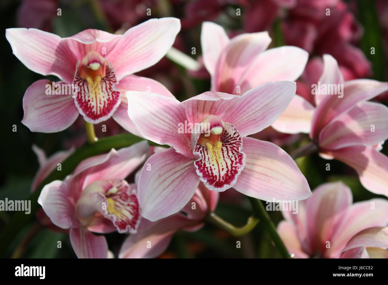 Fleur plante blaze exotique de couleurs délicates orchidées décoration décoratif Banque D'Images