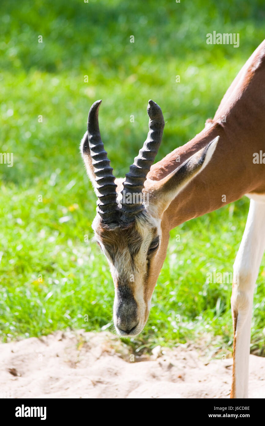 Tout savoir sur l'oryx gazelle