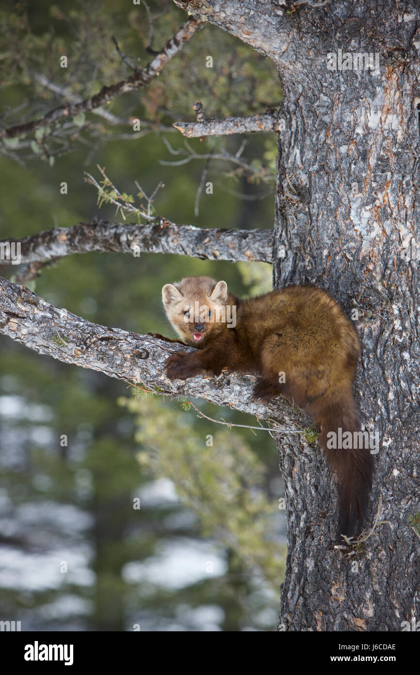 La Martre La martre américaine ou, Martes americana Banque D'Images