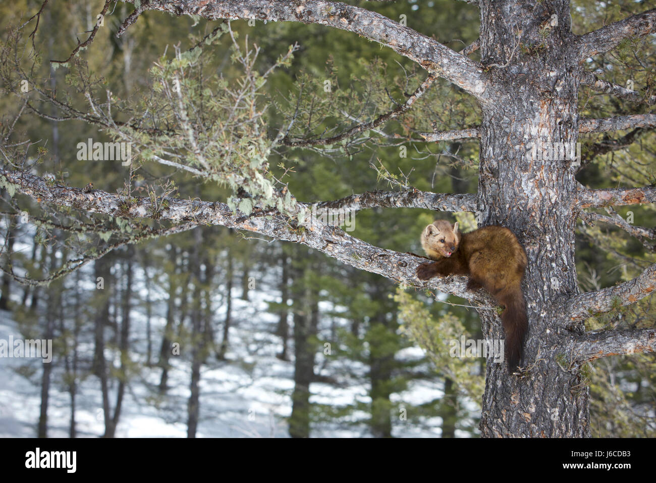 La Martre La martre américaine ou, Martes americana Banque D'Images