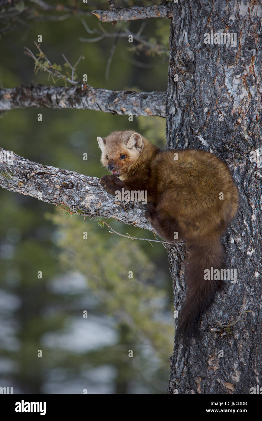 La Martre La martre américaine ou, Martes americana Banque D'Images
