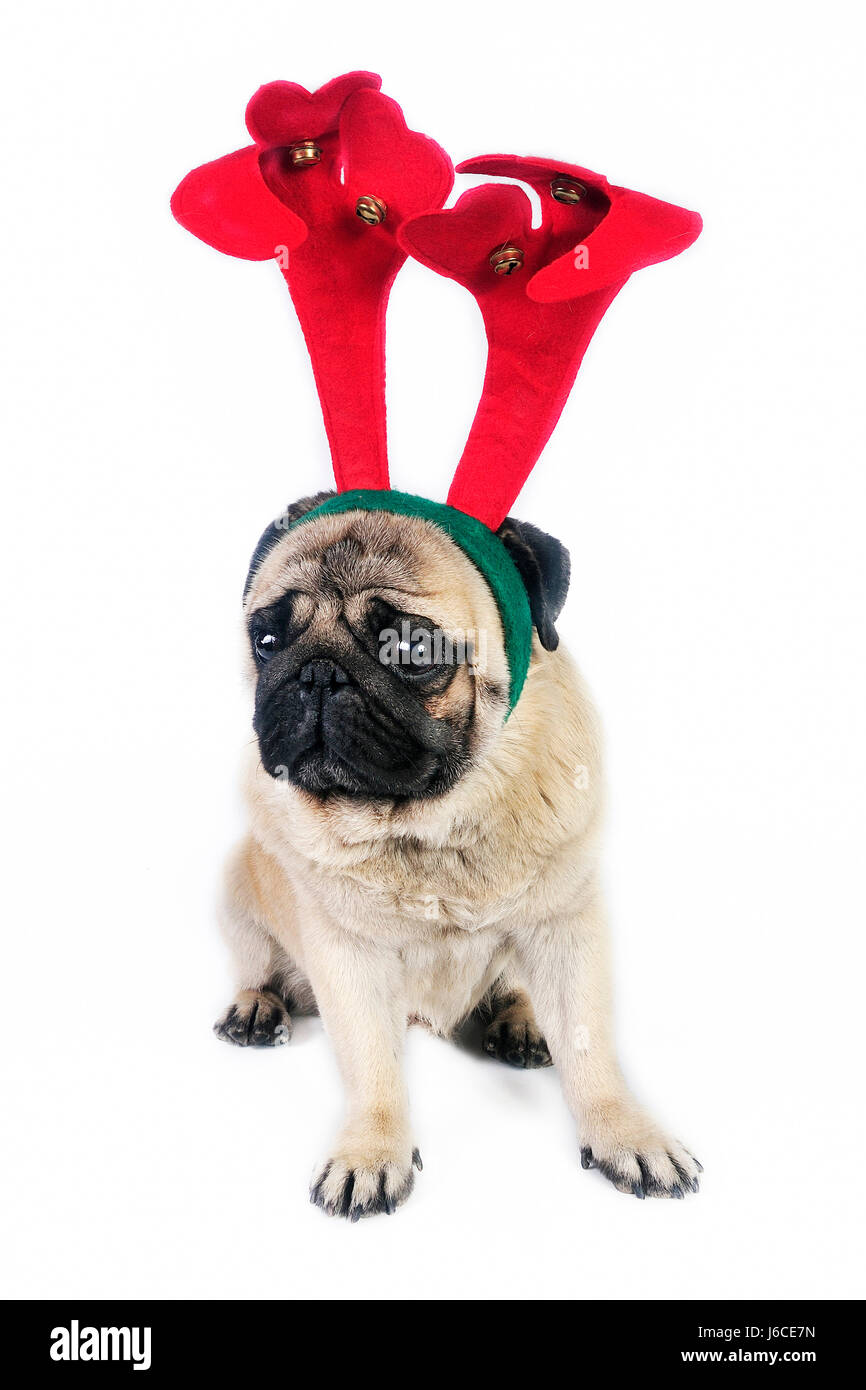 Noël petpug andouiller andouiller animale drôle de chien noël mignon chien funny Banque D'Images