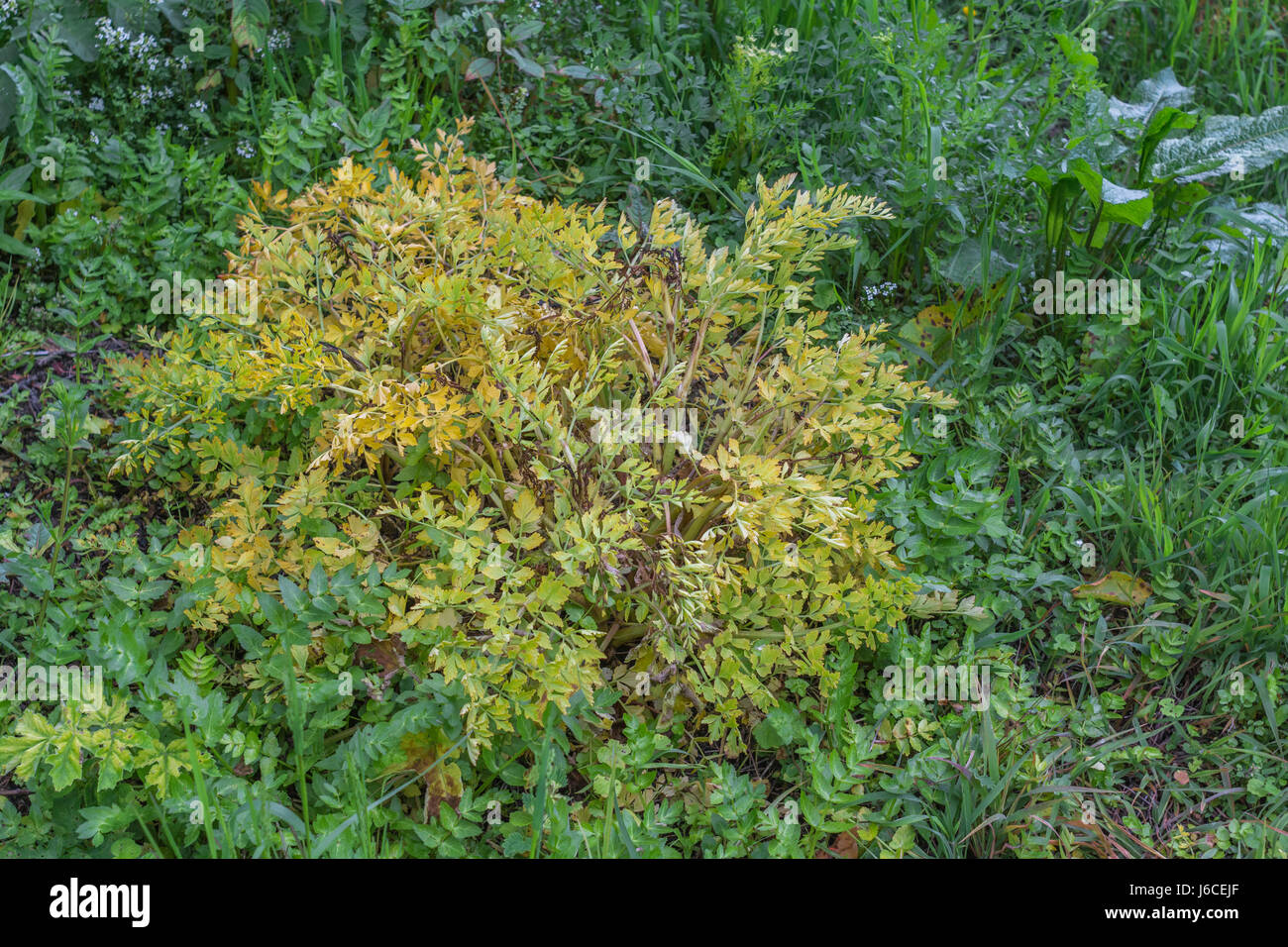 Feuilles empoisonnées / feuillage de Hemlock eau-dropwort / Oenanthe crocata - l'une des plantes les plus toxiques d'Europe. Exemple d'utilisation d'herbicides. Banque D'Images