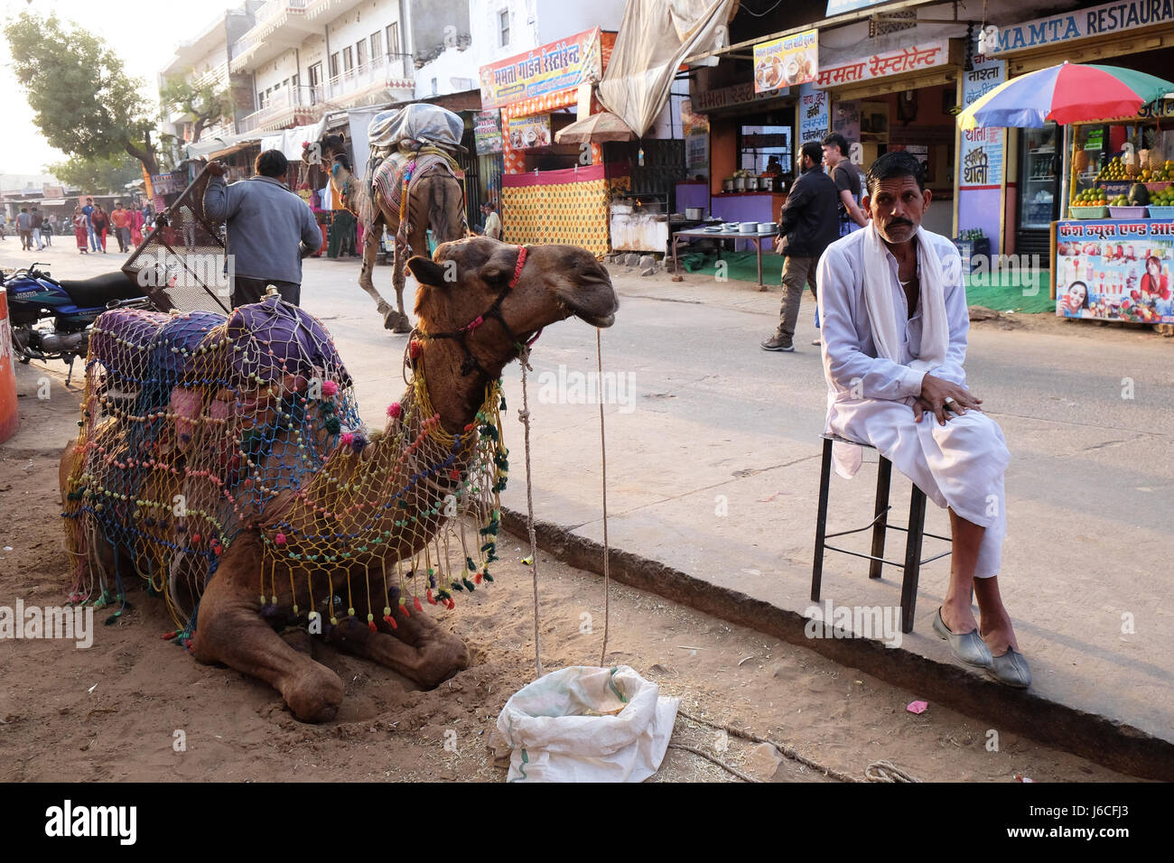 Rue de chameau à Pushkar, Rajasthan, Inde, le 18 février 2016. Banque D'Images