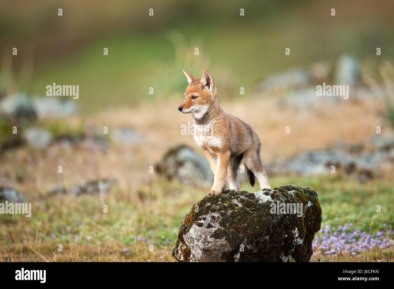 L'Afrique, l'Éthiopie, Bale Mountains National Park, la vallée du Web. Loup éthiopien. Canis simensis Banque D'Images