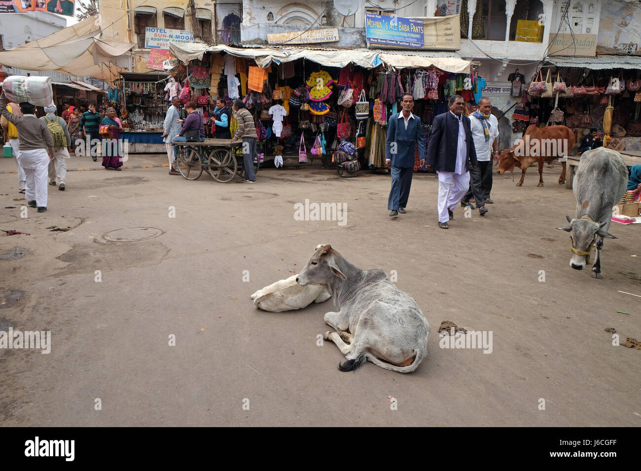 Vaches se reposant au milieu de la rue à Pushkar, Inde le 18 février 2016. Banque D'Images