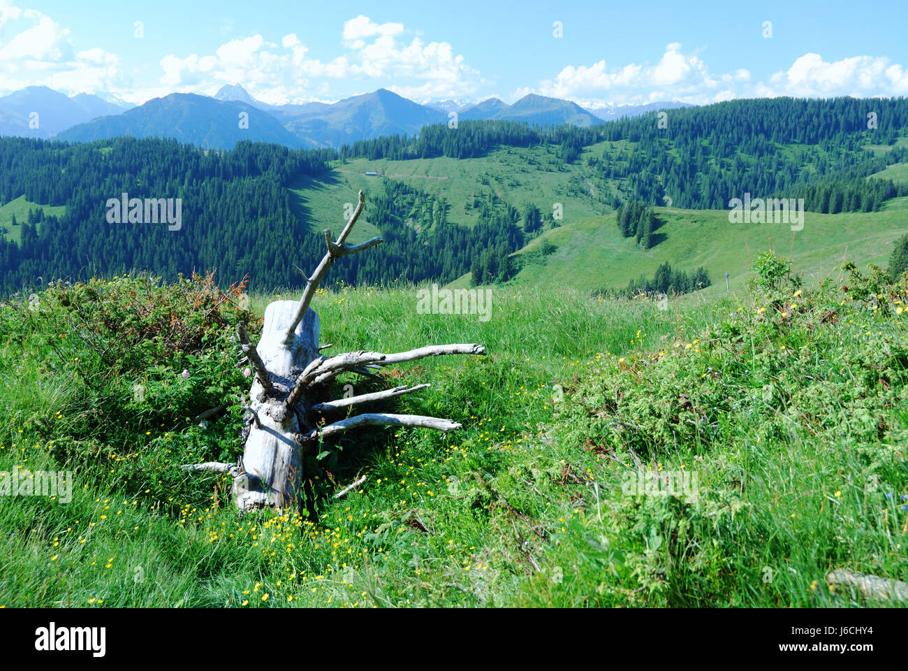 Hill haut idylle rurale pâturage vert pelouse prairie de montagne grand paysan Banque D'Images