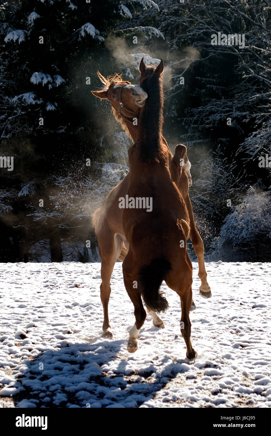 La danse des chevaux dans la neige Banque D'Images