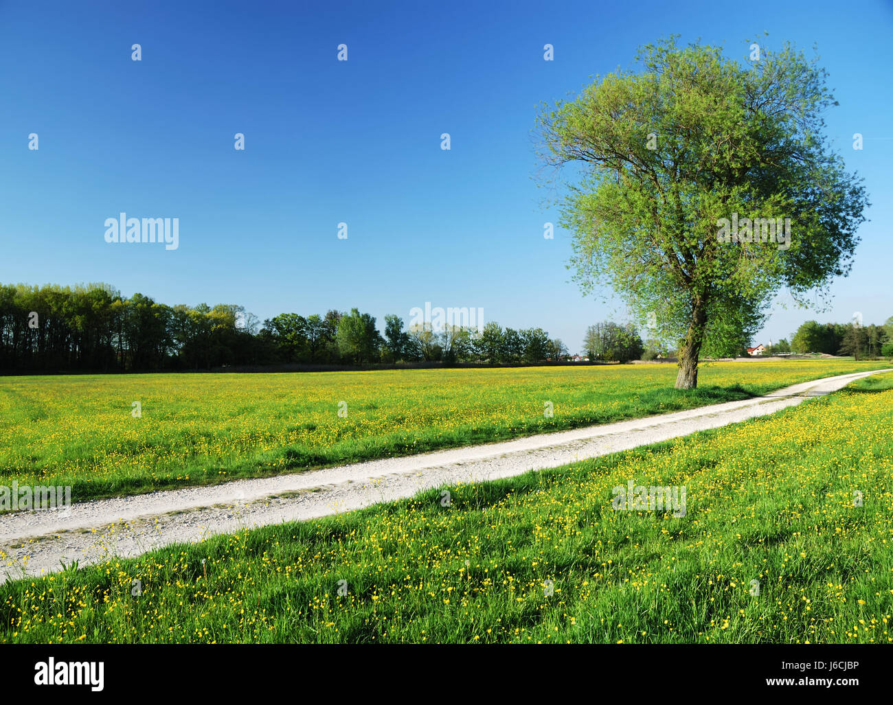 Champ bleu bavière campagne paysage nature prairie pelouse green blue tree Banque D'Images