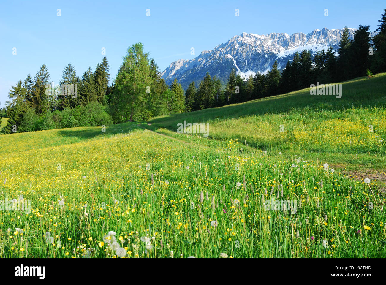 Alpes Autriche idyll pâturage de montagne meadow pelouse arbre arbres vert Banque D'Images