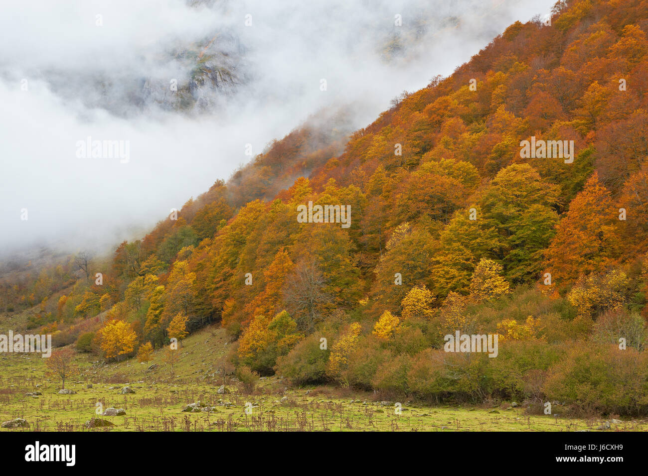 Belle belle feuille beauteously voyage arbre arbres park holiday vacation Banque D'Images