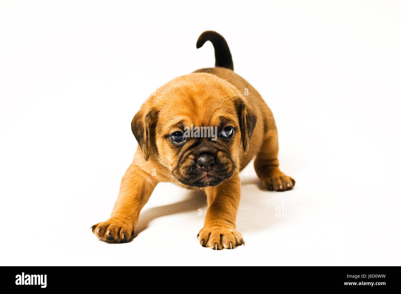 Chiot puggle,3,5 semaines Banque D'Images