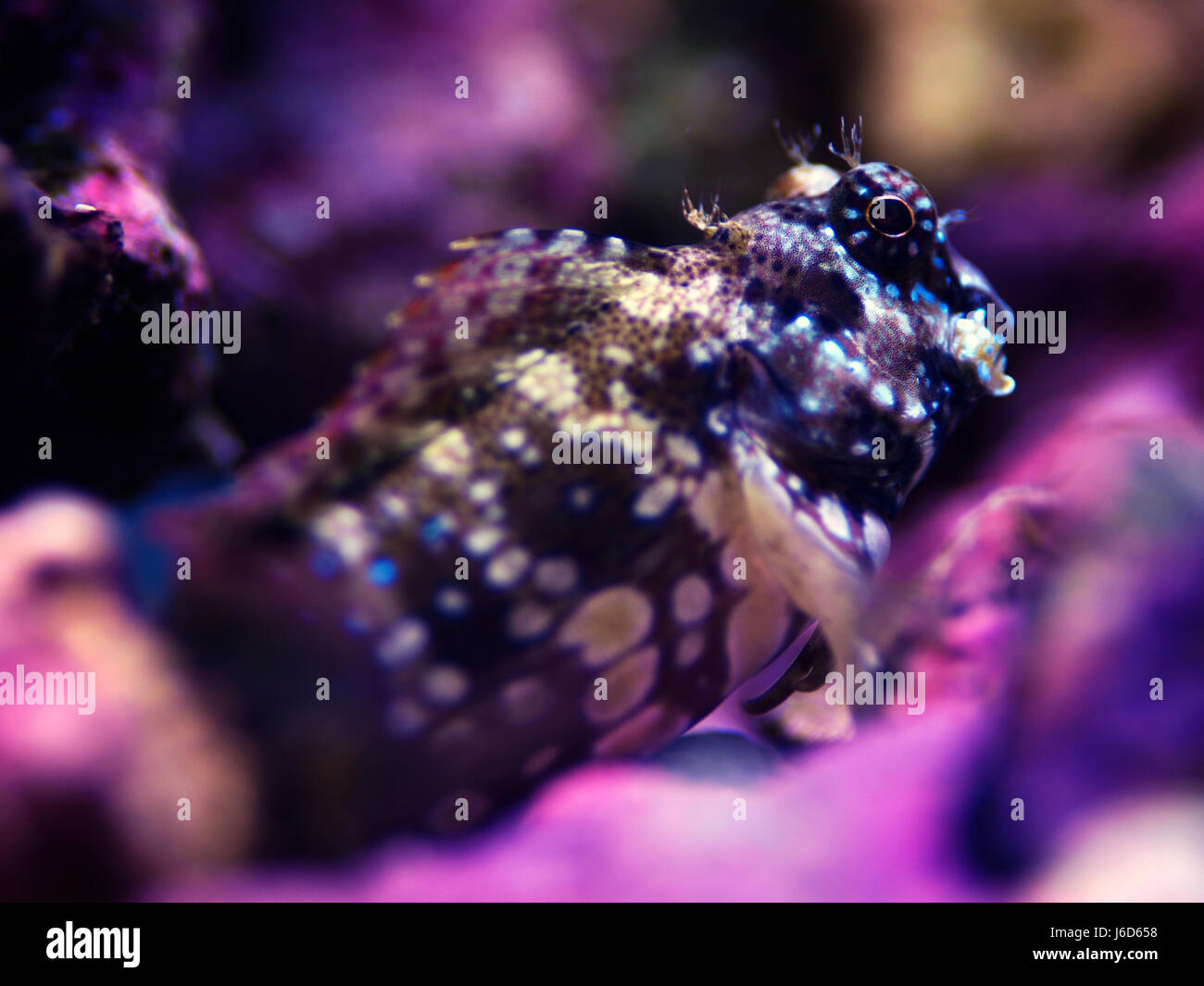 Paysage macro Close up shot d'un poisson ou d'algues marines tondeuse blennies blennies perché sur certains rock (Salarias fasciatus) Banque D'Images