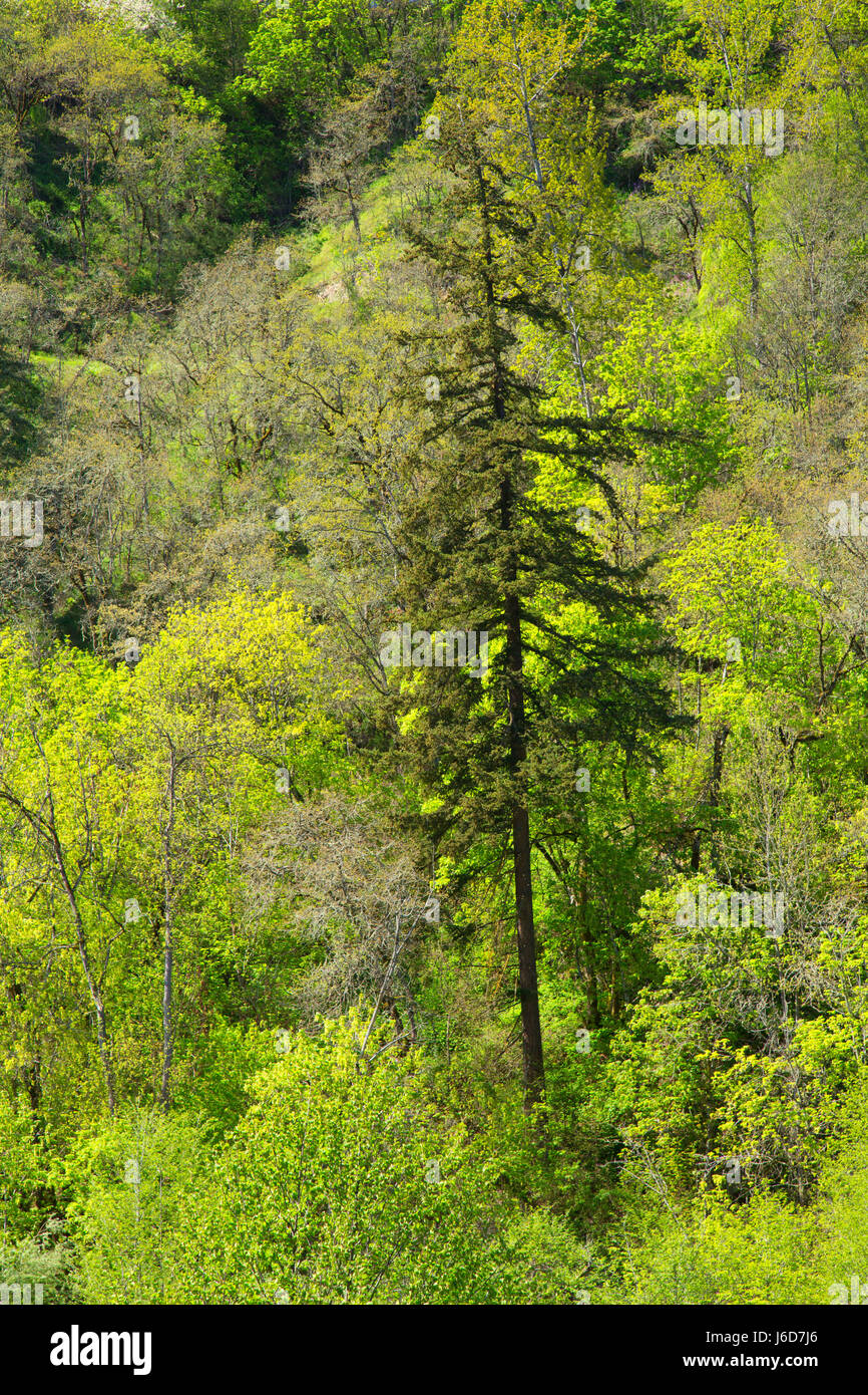 Forêt, terres de Conservation du corridor Powerdale, Hood River, Columbia River Gorge National Scenic Area, New York Banque D'Images