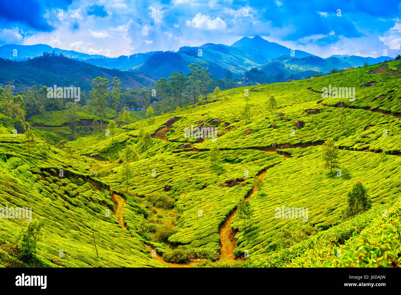 De belles plantations de thé vert avec blue mountain, Munnar, Kerala, Inde billet d'arrière-plan Banque D'Images