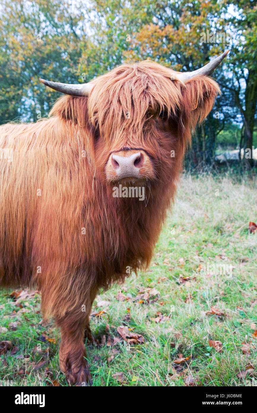 Hairy animal ferme vache Highland cattle automne automne écossais brun mammifères Banque D'Images
