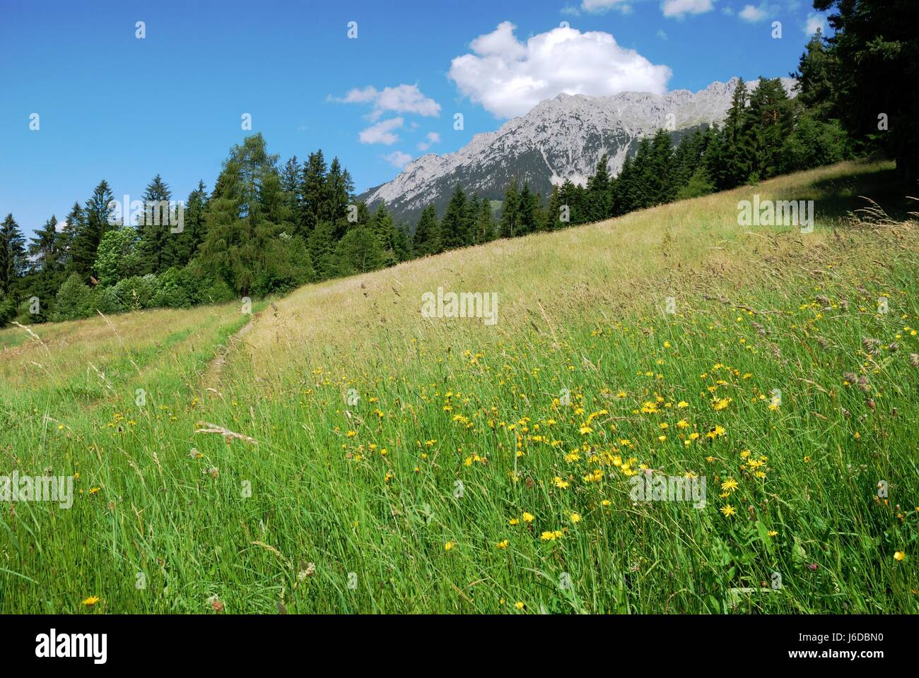 L'Autriche paysage idyllique paysage nature campagne pâturage seul lonely Banque D'Images