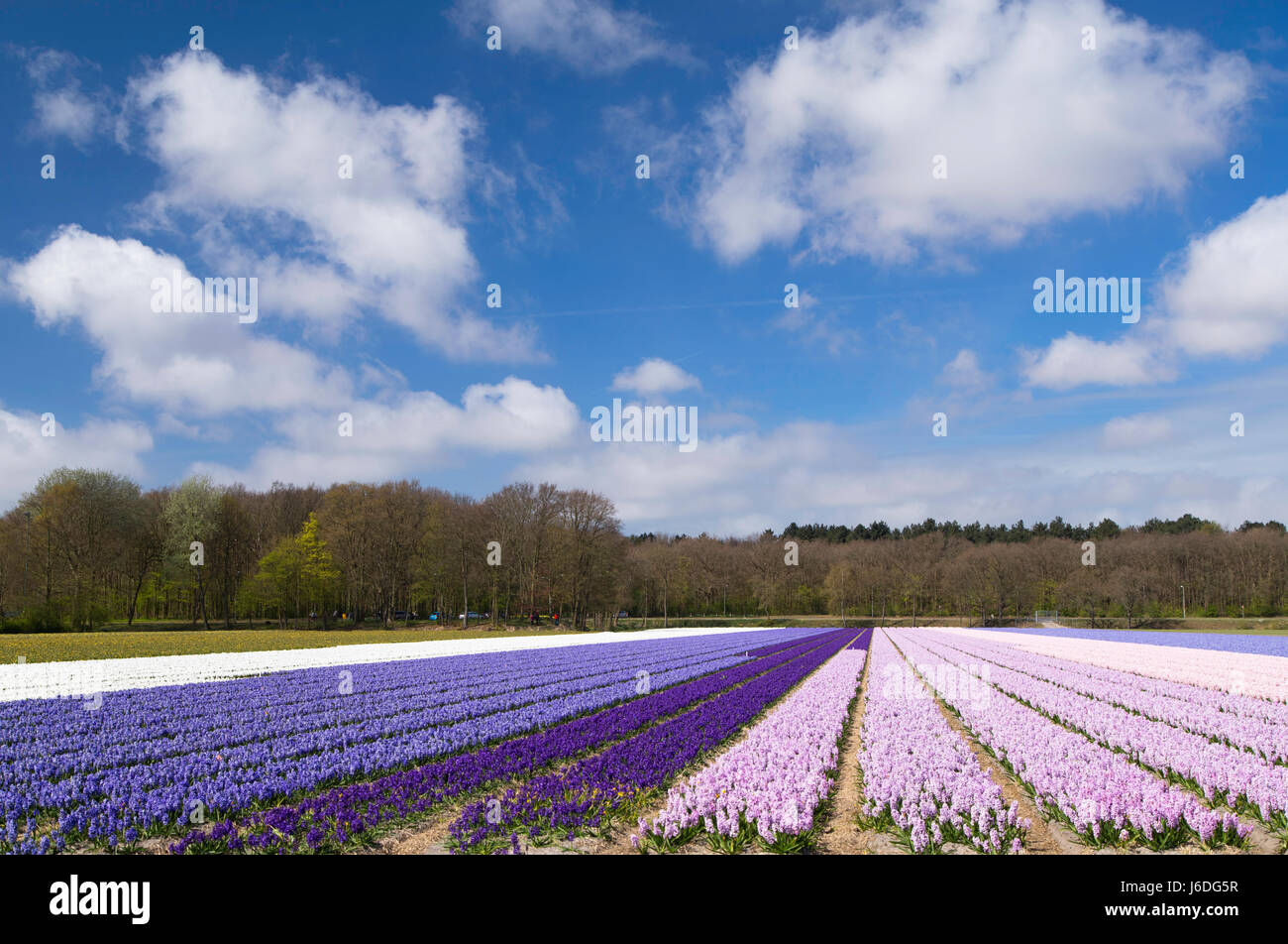 Des fleurs dans les champs, Lisse, Pays-Bas Banque D'Images