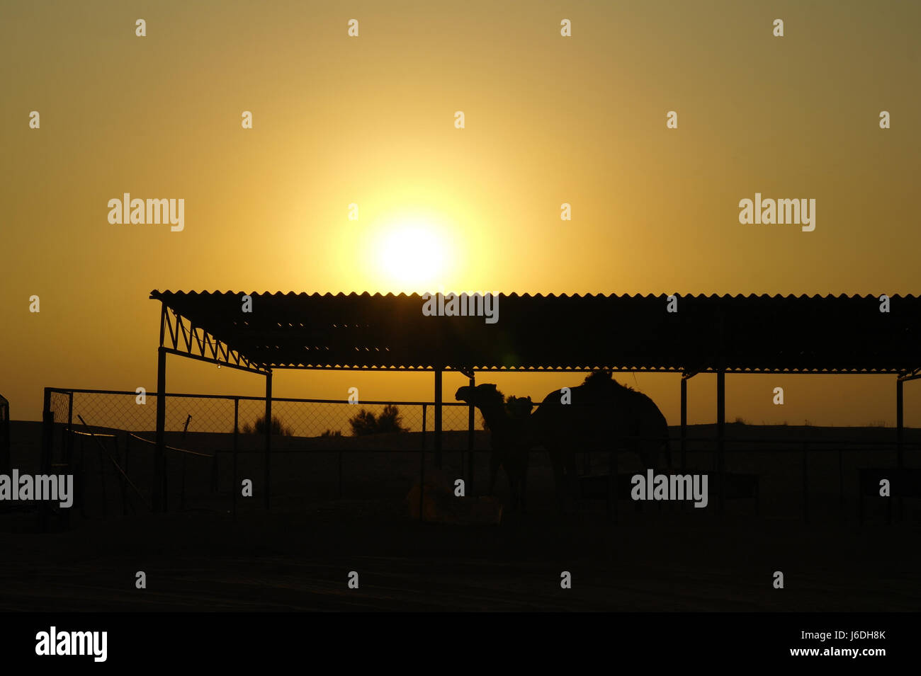 Coucher de soleil jaune-blanc sous le toit ondulé de l'abri de chameau à côtés ouverts, avec deux chameaux arabes à bosse unique, Alpha Tours Desert Camp, Dubaï, Émirats arabes Unis Banque D'Images