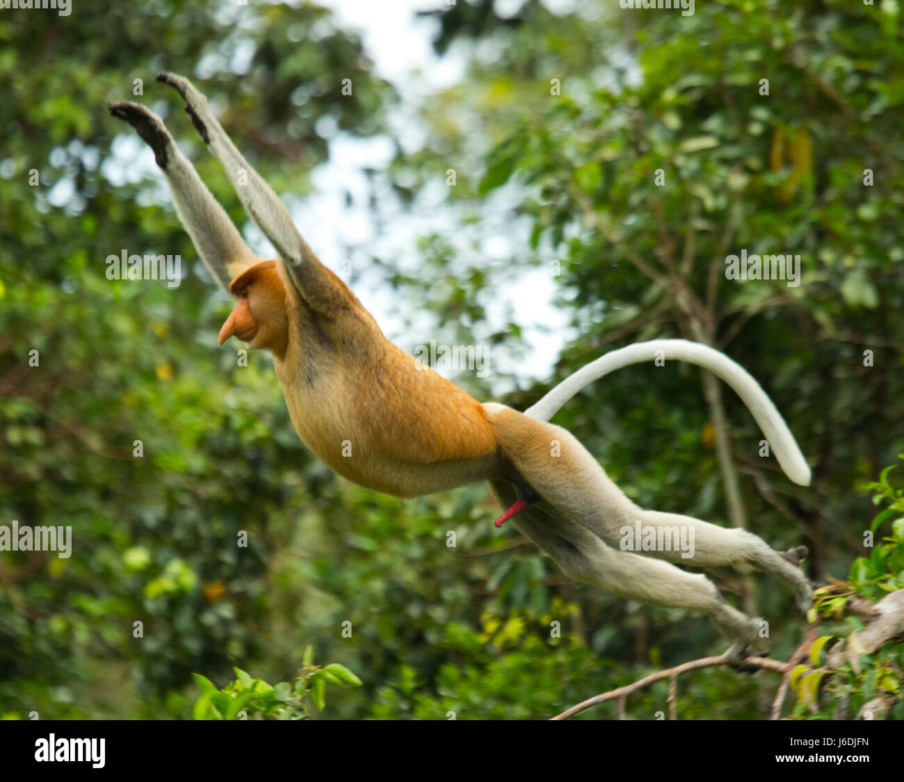 Le singe proboscis saute d'arbre en arbre dans la jungle. Indonésie. L'île de Bornéo (Kalimantan). Banque D'Images