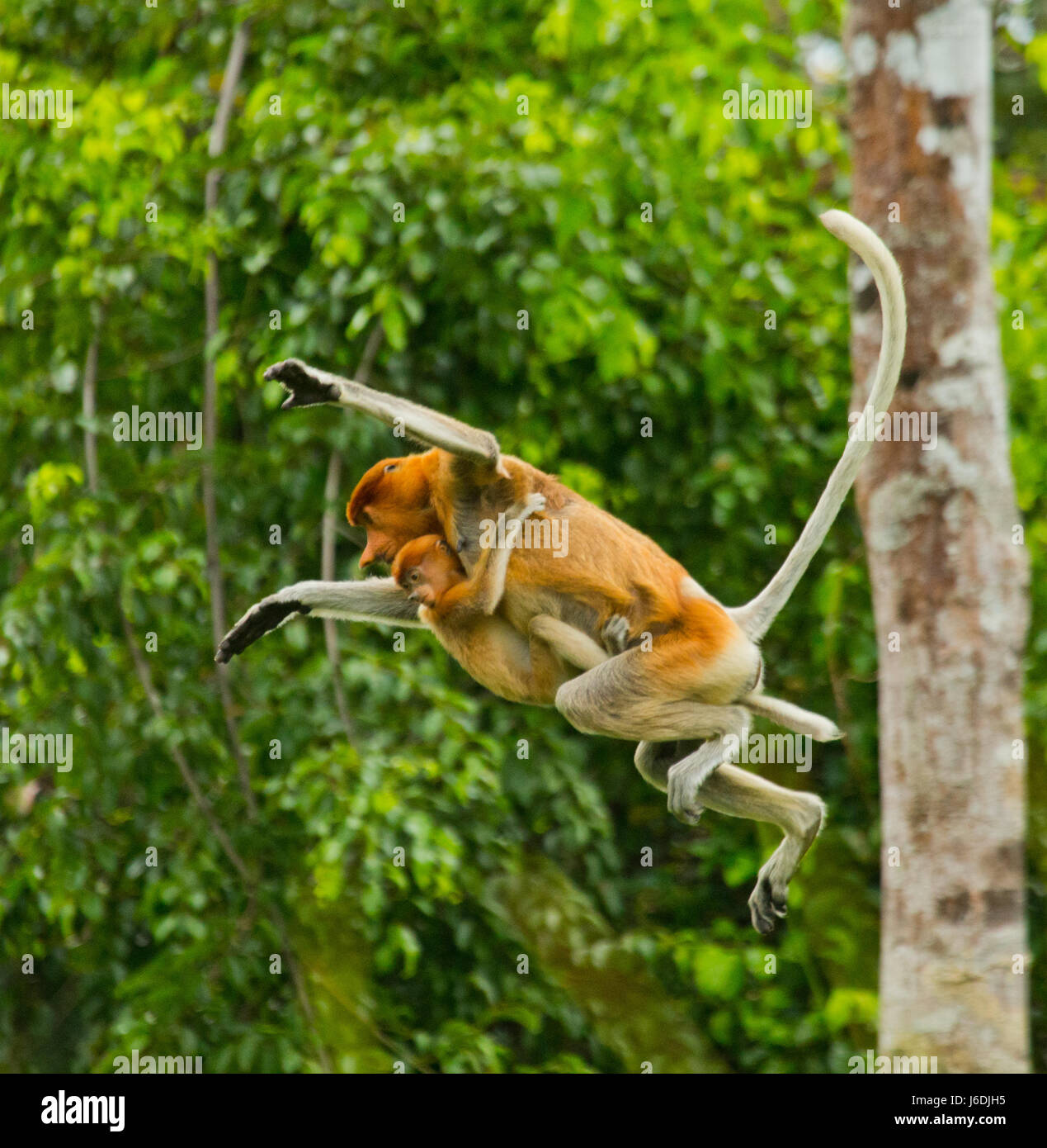 La femelle avec un bébé singe proboscis de sauter d'arbre en arbre dans la jungle. L'Indonésie. L'île de Bornéo (Kalimantan). Banque D'Images