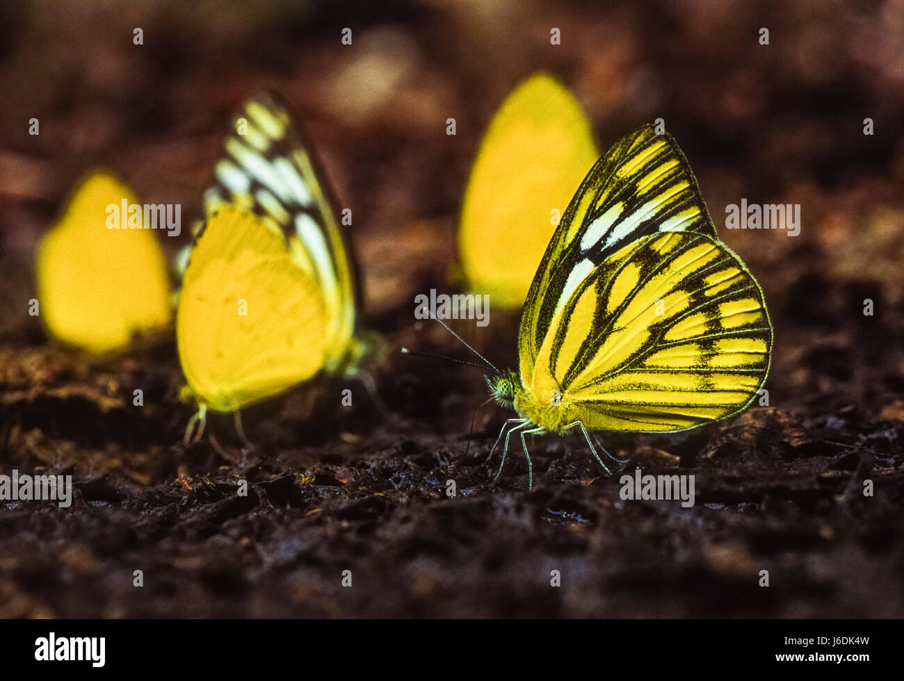 Pionnier des Indiens et l'herbe commune papillons jaune, Belenois aurota aurota et Eurema hécube hécube, parc national de Keoladeo Ghana, Rajasthan, Inde Banque D'Images