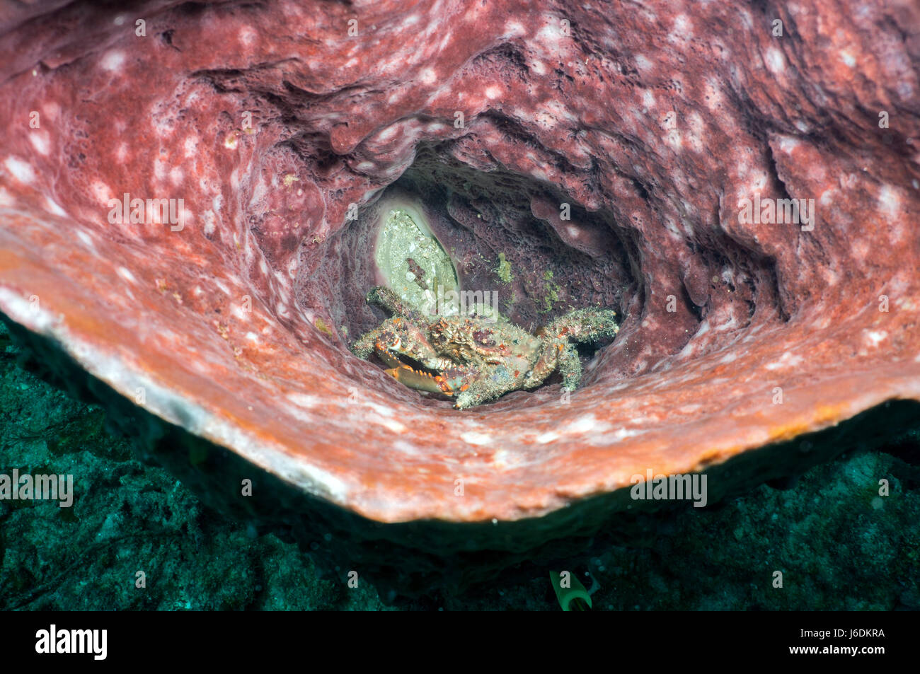 En éponge panier de crabe Banque D'Images