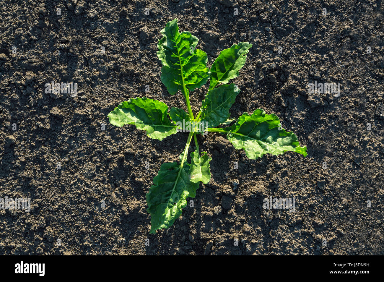 Les jeunes plantes de la betterave à sucre dans le champ agricole, concept. Banque D'Images
