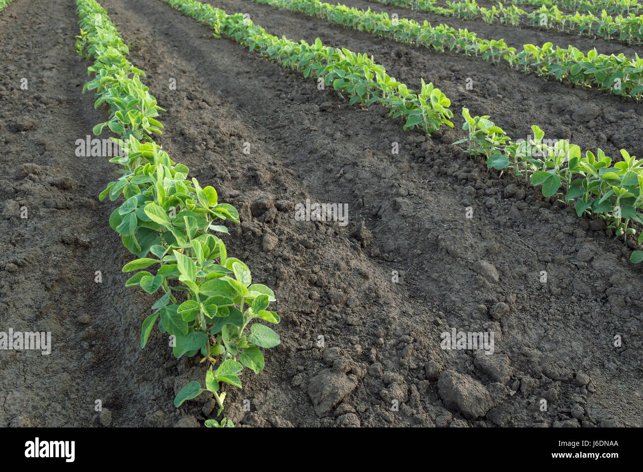 Soja Vert plante en terrain agricole. Focus sélectif. Banque D'Images