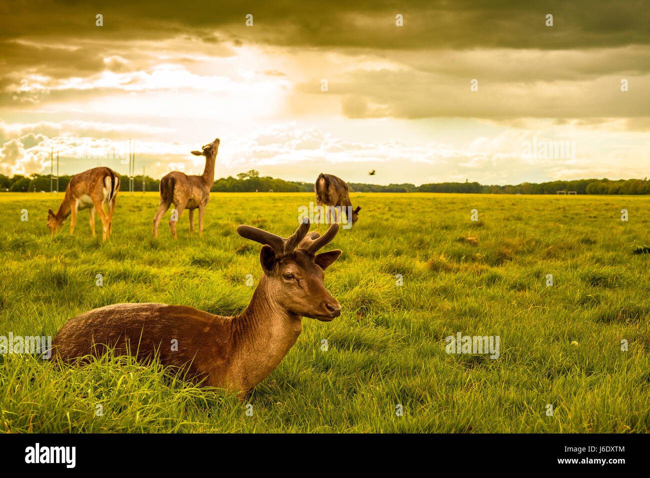 Brown Deer portant sur l'herbe au Phoenix Park, Dublin Banque D'Images