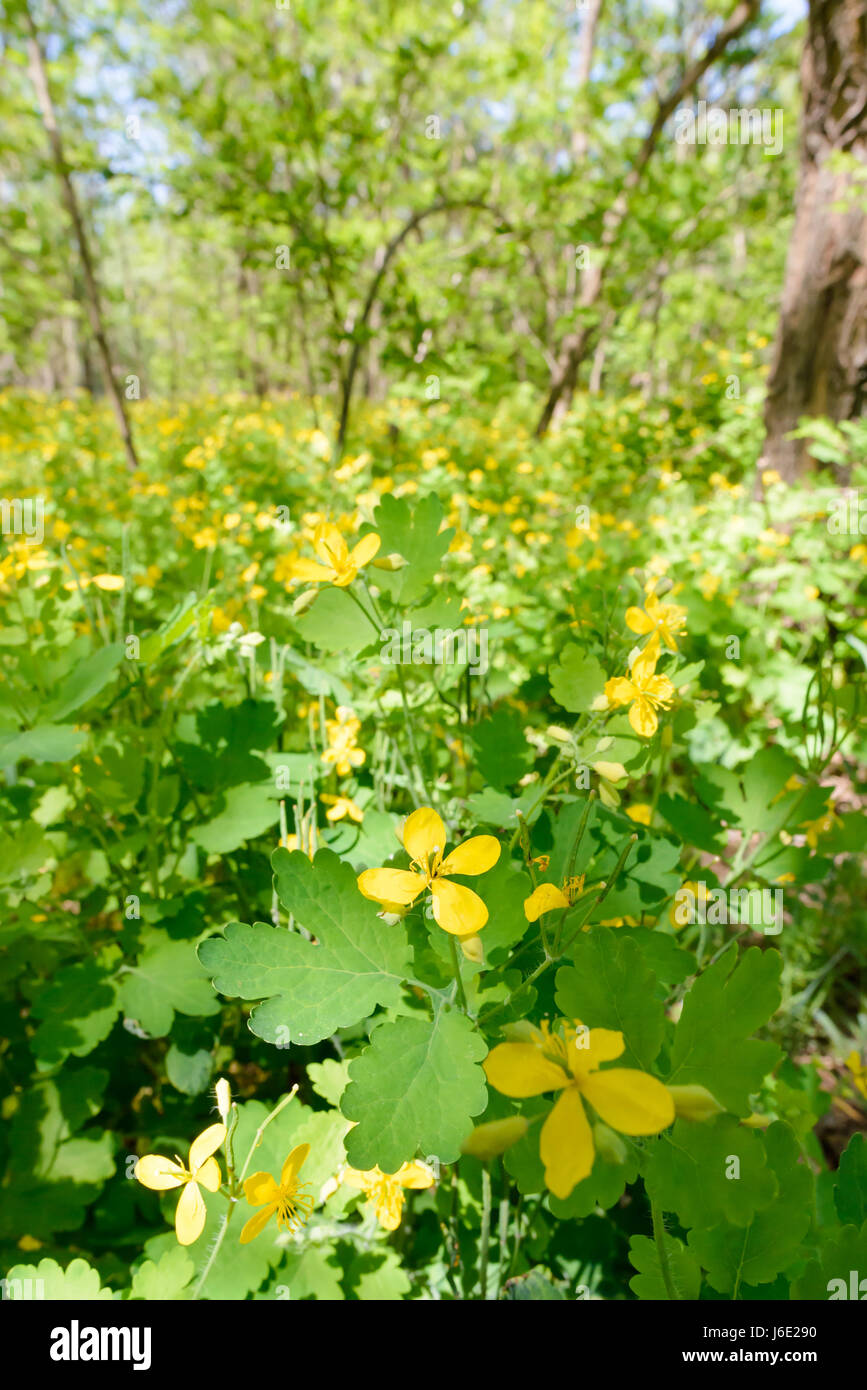 Chelidonium jaune fleurs au bord de la forêt Banque D'Images