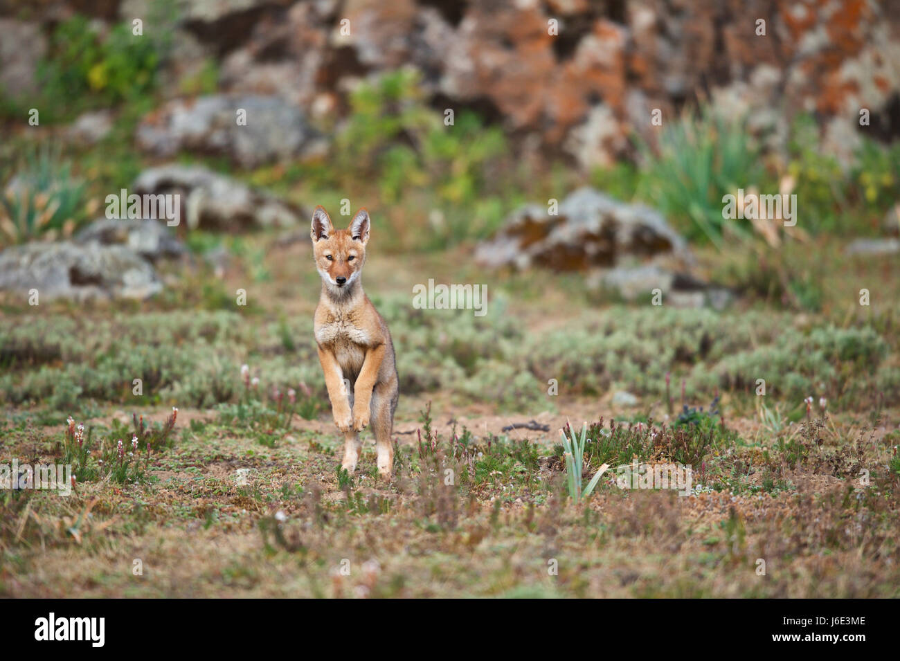 L'Afrique, l'Éthiopie, Bale Mountains National Park, la vallée du Web. Loup éthiopien. Canis simensis Banque D'Images