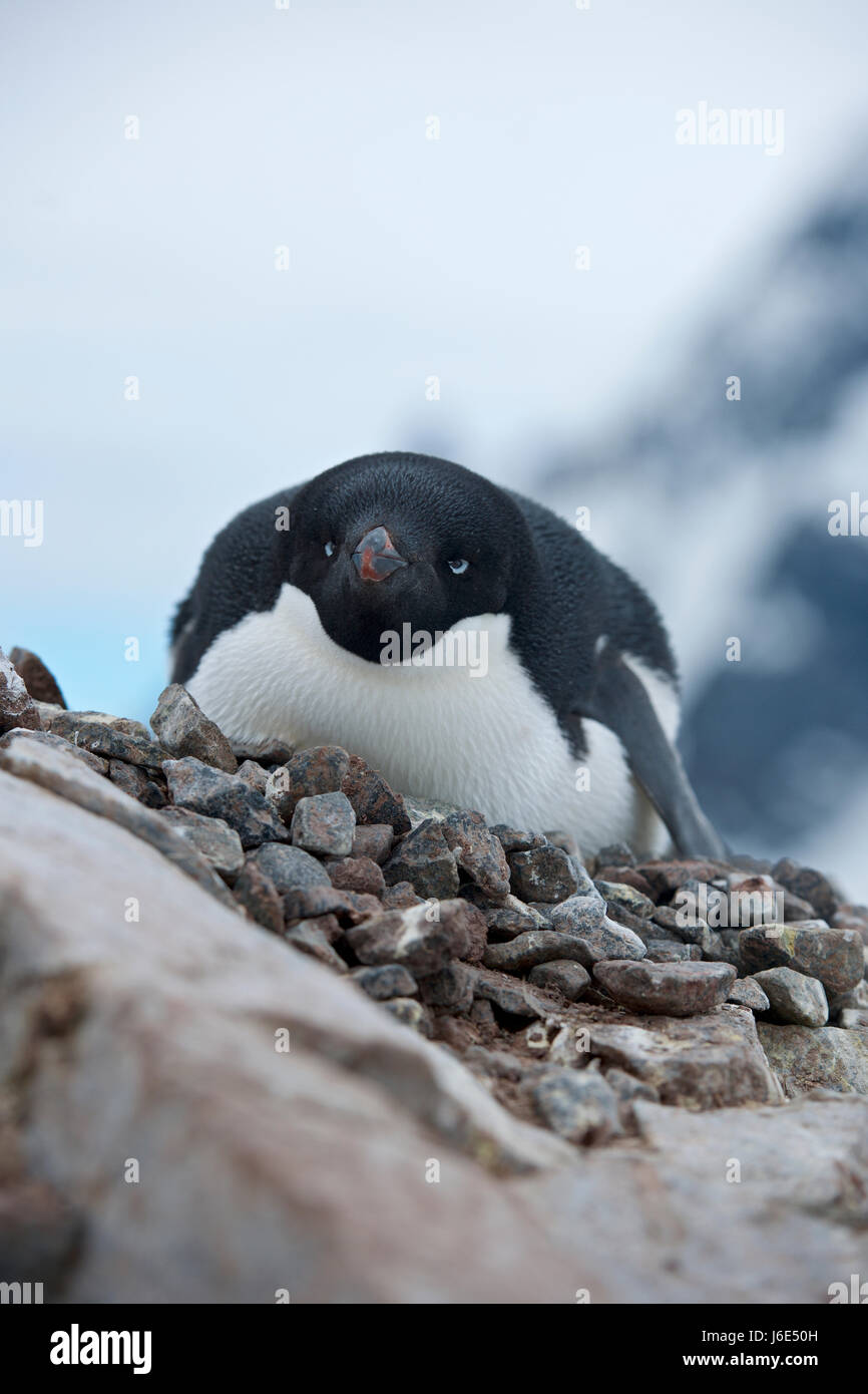 Manchot Adélie (Pygoscelis adeliae), l'Antarctique Banque D'Images