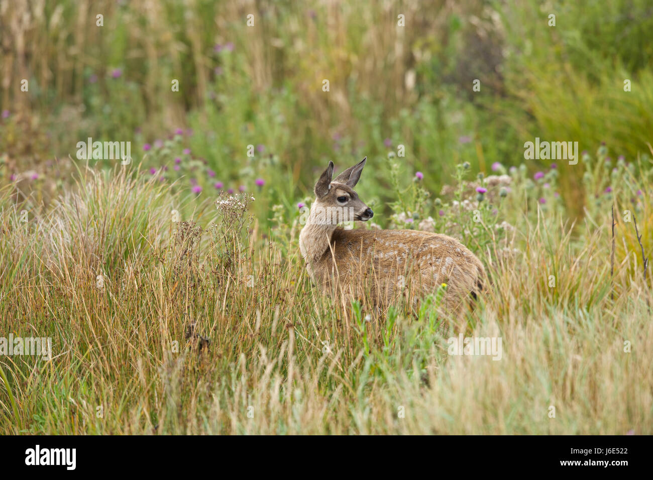 Le wapiti de Tule (Cervus canadensis nannodes) est une sous-espèce du wapiti a constaté qu'en Californie Banque D'Images