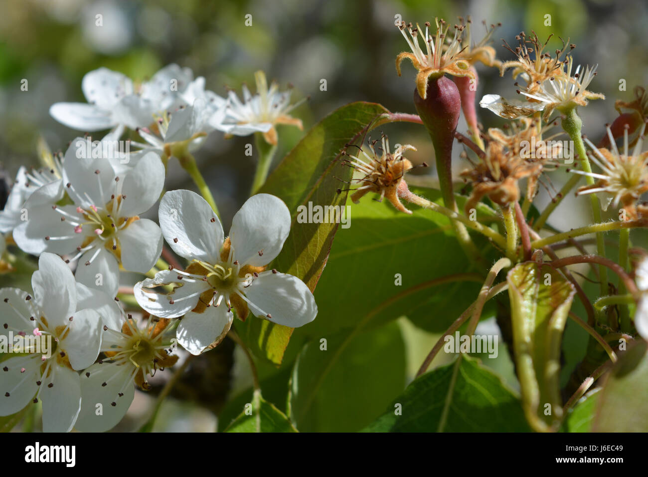 Pear Tree avec des fleurs et des petits fruits formant Banque D'Images