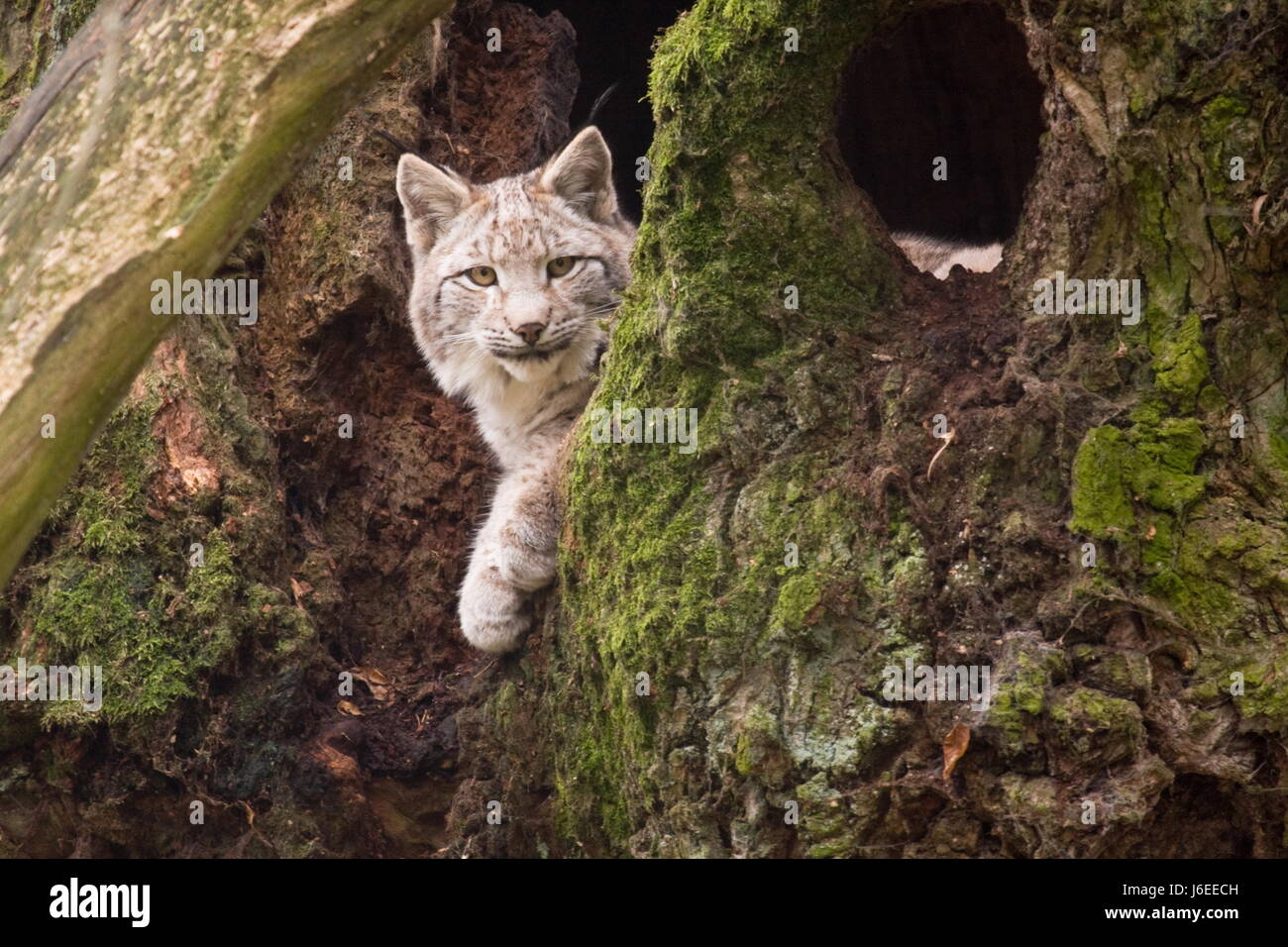 Les jeunes lynx dans un creux d'arbre Banque D'Images