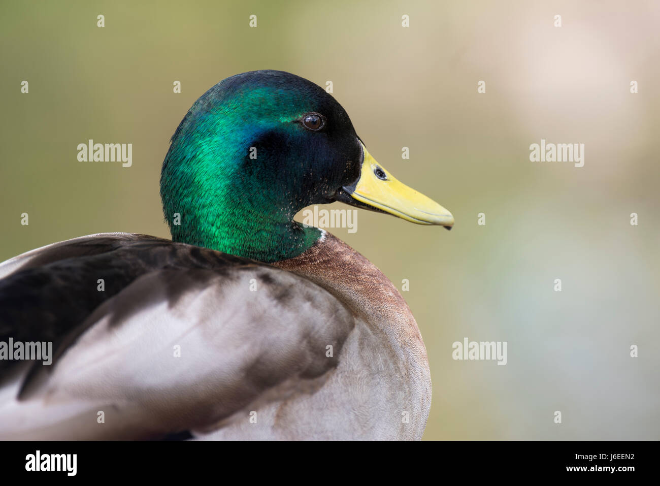 Canard à la London Wetlands Centre Banque D'Images