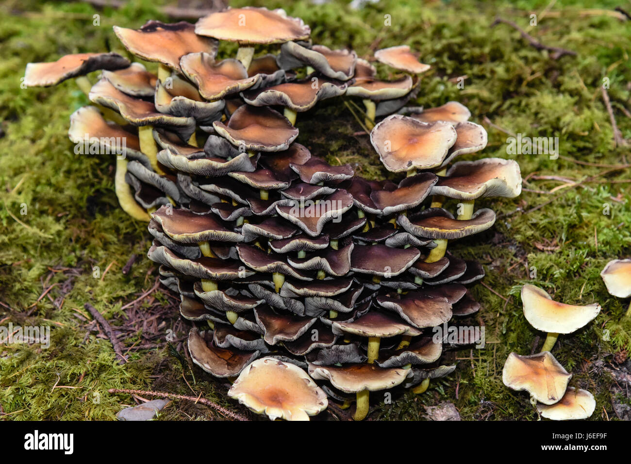 Touffe de soufre, le soufre touffe ou en cluster Woodlover les champignons. Banque D'Images